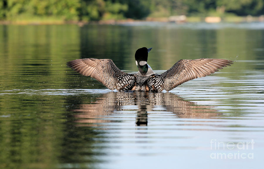 Loon Warning #1 Photograph by Stan Reckard