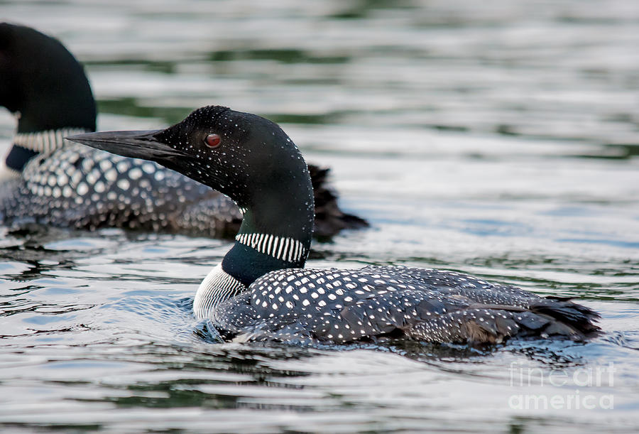 Loons #1 Photograph by Cheryl Baxter