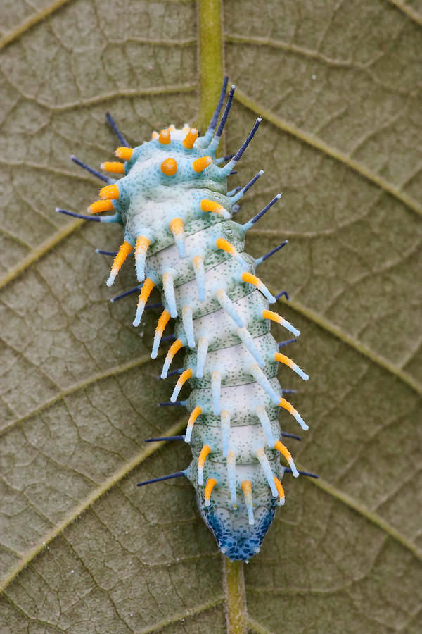 Lorquins Atlas Moth Larva #1 Photograph by Jeffrey Lepore