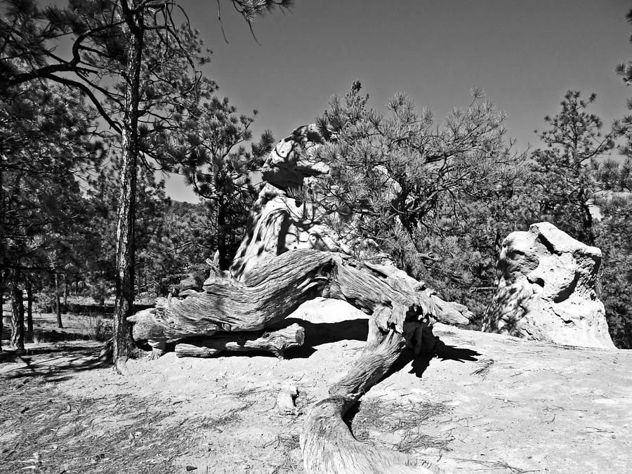 Los Alamos Trail Find #1 Photograph by Tom DiFrancesca