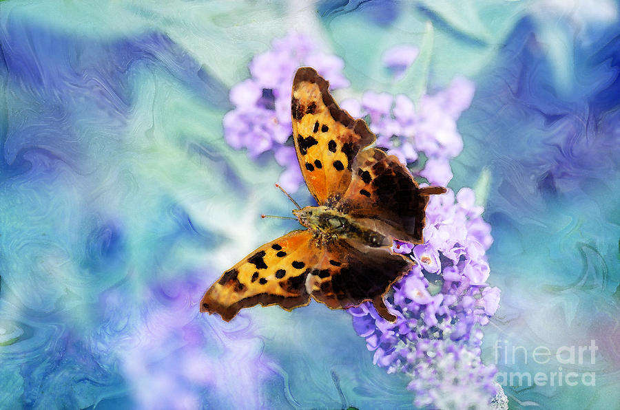 Butterfly Photograph - Lost in Beauty #2 by Betty LaRue