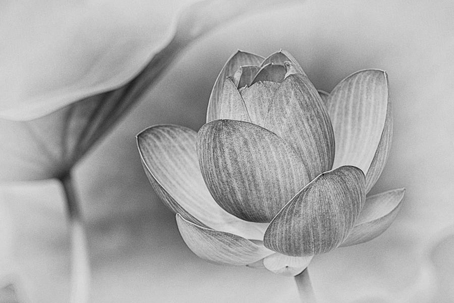 Lotus Black and White Art Series #1 Photograph by Jeff Abrahamson