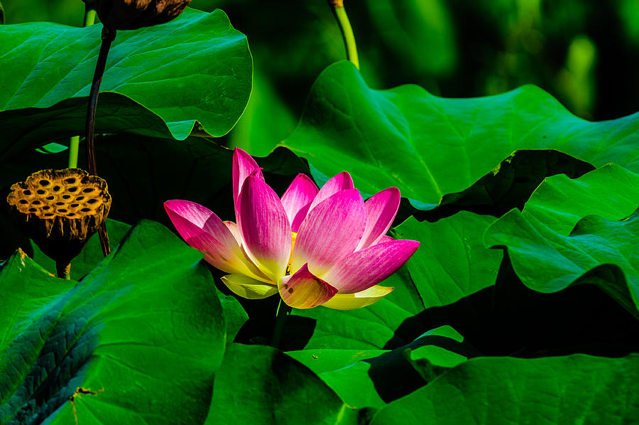 Lotus Blossom Photograph by Louis Dallara