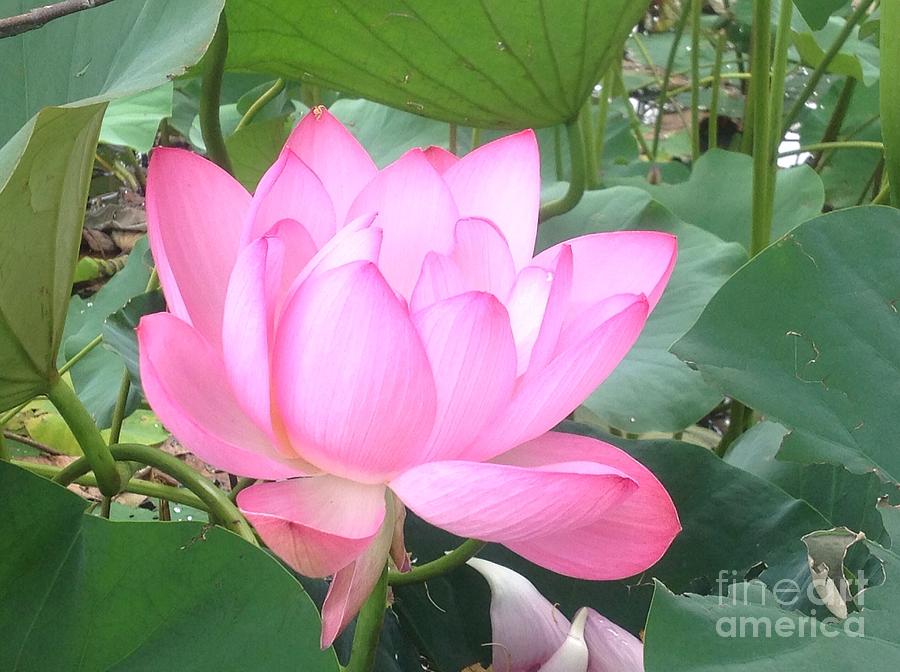Lotus Blossom #1 Photograph by Nona Kumah
