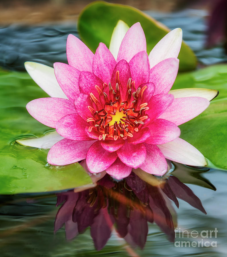 Lotus Flower  #1 Photograph by Anek Suwannaphoom