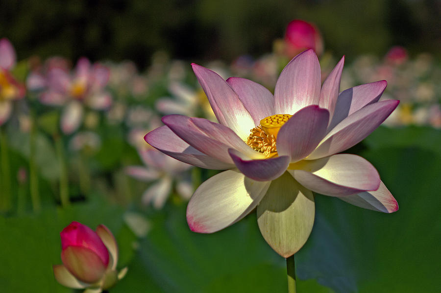 Lotus Flower #1 Photograph by Jerry Gammon