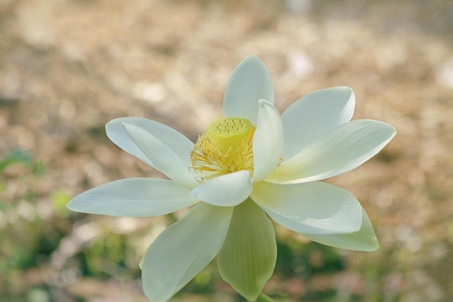 Lotus Flower #2 Photograph by Kim Hojnacki