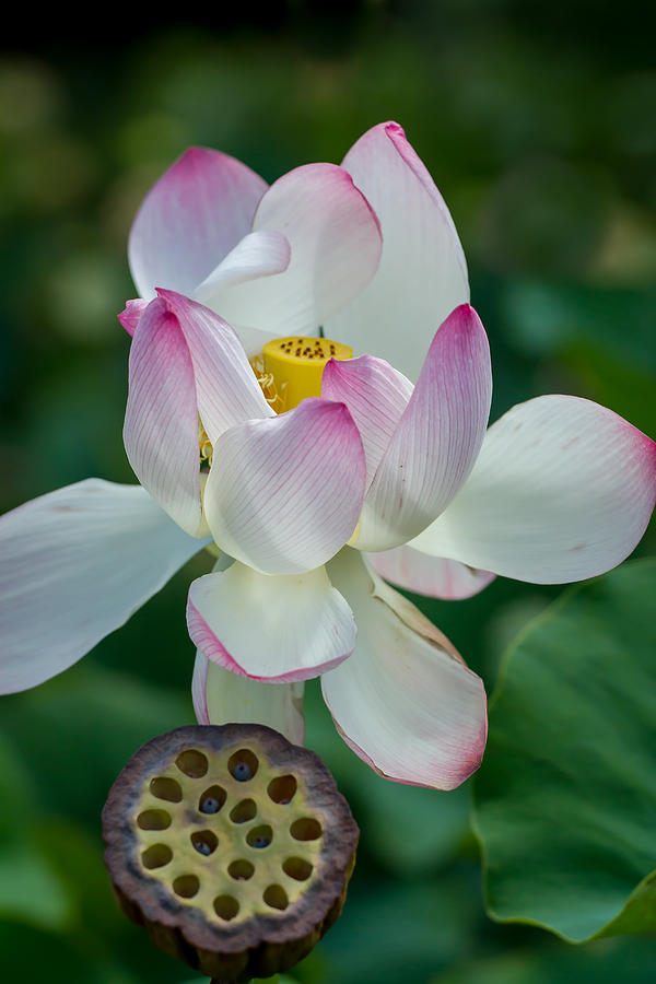 Lotus Flower #1 Photograph by Roger Mullenhour