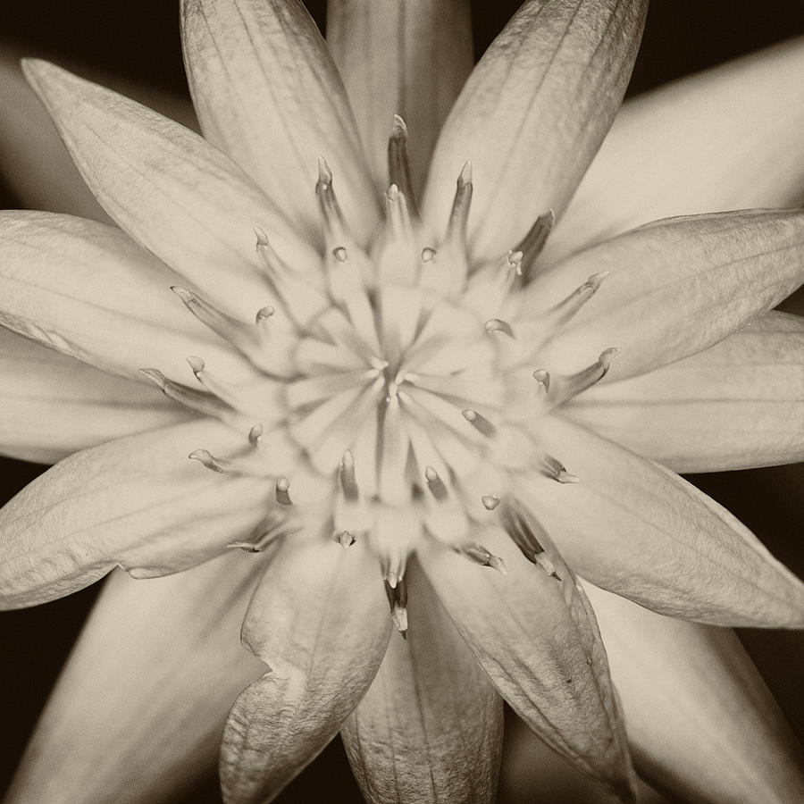 Lotus flower #1 Photograph by U Schade