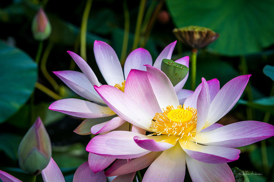 Lotus Flowers Digital Art by Sheldon Anderson