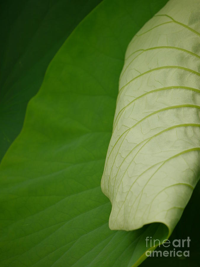Lotus leaf #2 Photograph by Jane Ford