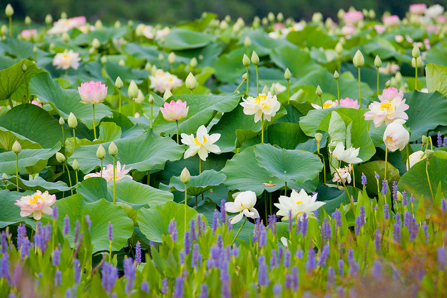 Lotus #1 Photograph by Melinda Fawver