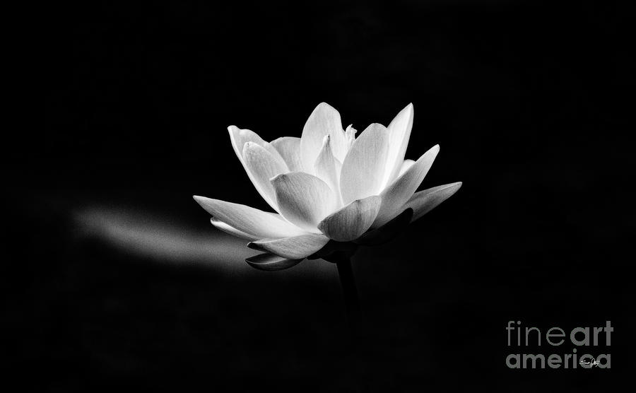 Black And White Photograph - Lotus by Scott Pellegrin