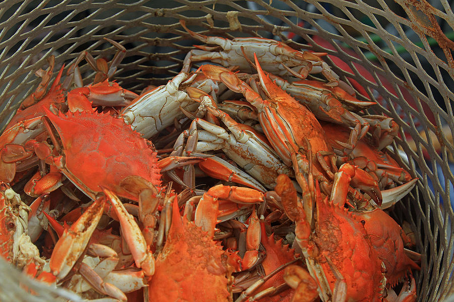 Louisian Photograph - Louisiana boiled crabs #1 by Ronald Olivier