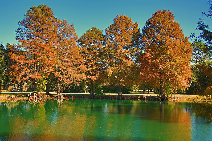 Louisiana Cypress trees #1 Photograph by Ronald Olivier - Fine Art America