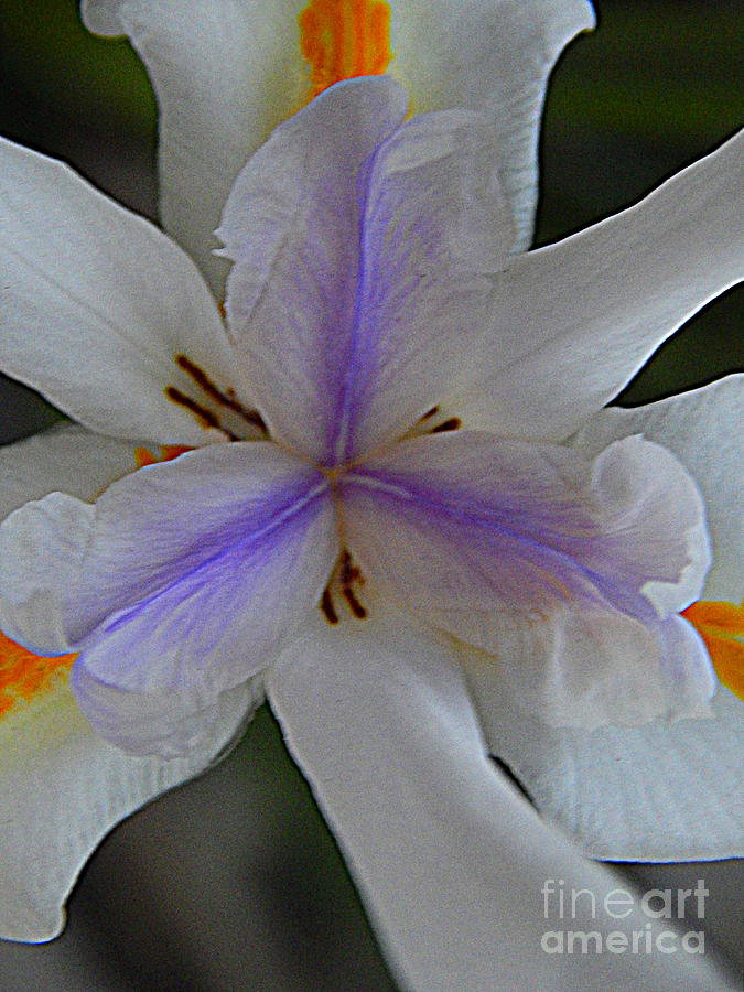 Louisiana Iris #1 Photograph by Michael Hoard
