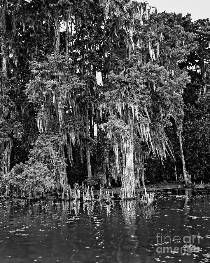 Louisiana Swamp 3 #1 Photograph by David Doucot
