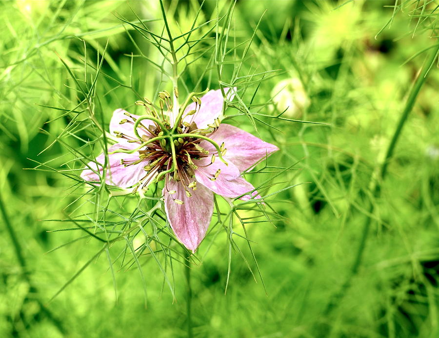 Flowers Still Life Photograph - Love in a Mist #1 by Louise Morgan