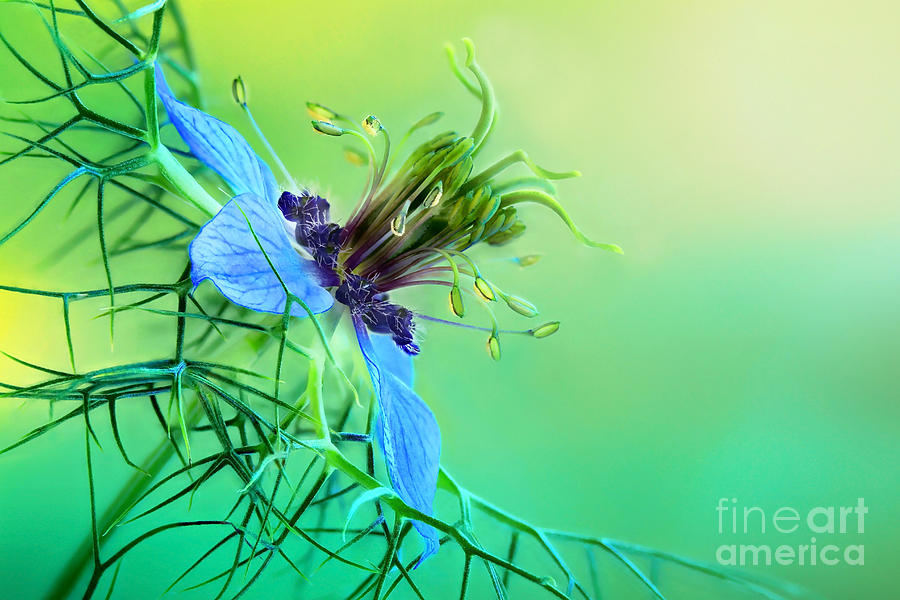 Nature Photograph - Love in a Mist  #1 by Onelia PGPhotography