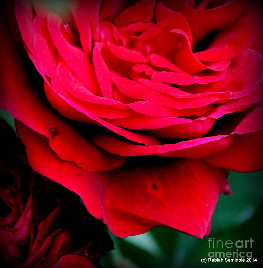 Flower Photograph - Love is a Rose #1 by Rabiah Seminole
