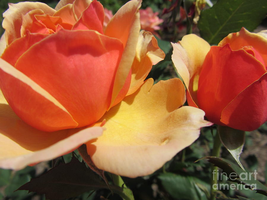 Rose Photograph - Love Is A Rose #1 by Susan Carella