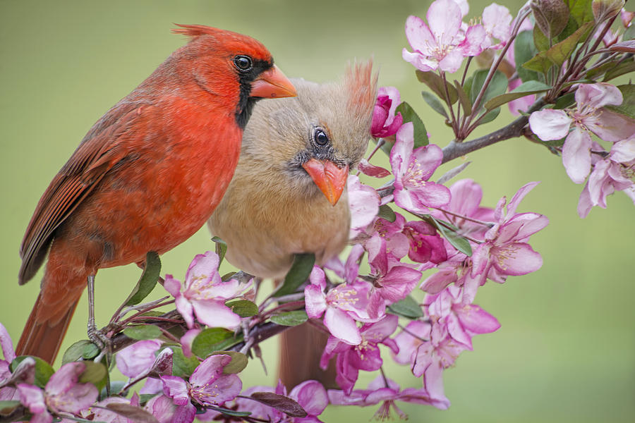Spring Photograph - Love is in the Air #1 by Bonnie Barry