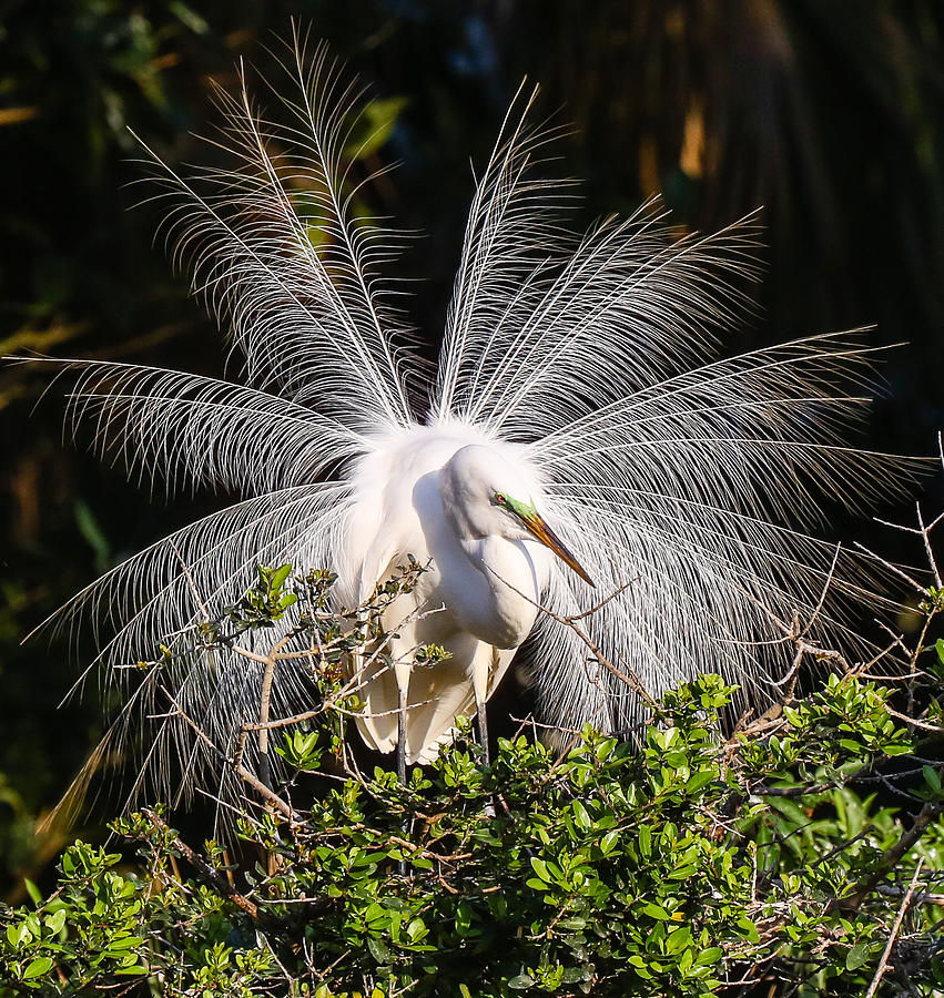 Love is In the Air Photograph by Christina Manassa | Fine Art America