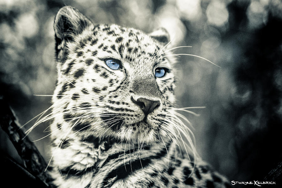 Love panther #1 Photograph by Stwayne Keubrick - Fine Art America