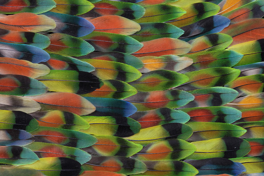 Lovebird Photograph - Lovebird Tail Feather Pattern And Design #1 by Darrell Gulin
