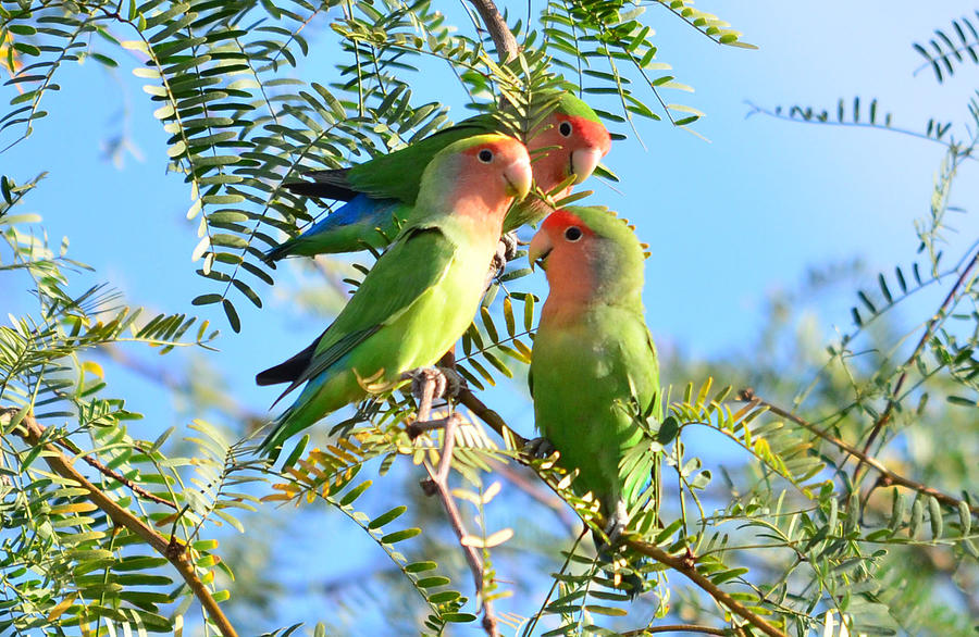 Lovebirds #1 Photograph by Eduardo  Dinero