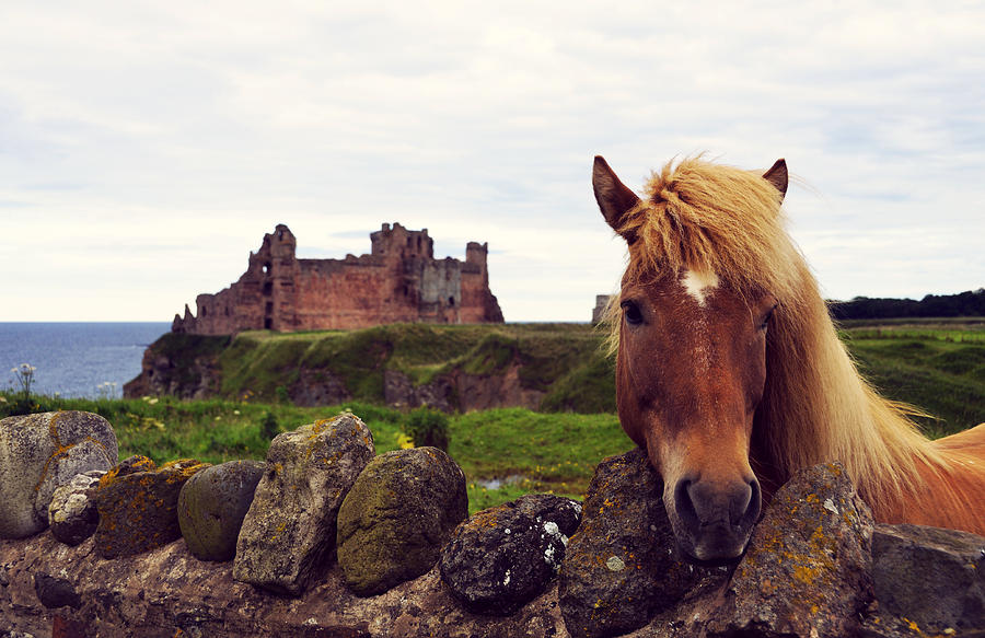 Castle Photograph - Lovely horse and Tantallon Castle #1 by RicardMN Photography
