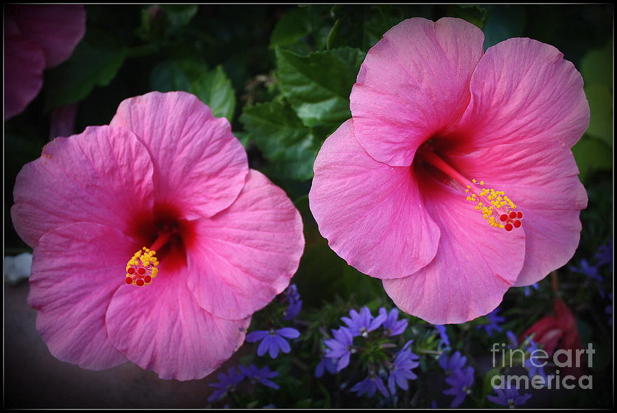 Lovely in Pink - Hibiscus #2 Photograph by Dora Sofia Caputo