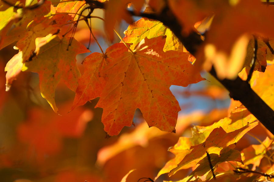 Lovely Leaves Photograph By Barbara Stellwagen - Fine Art America