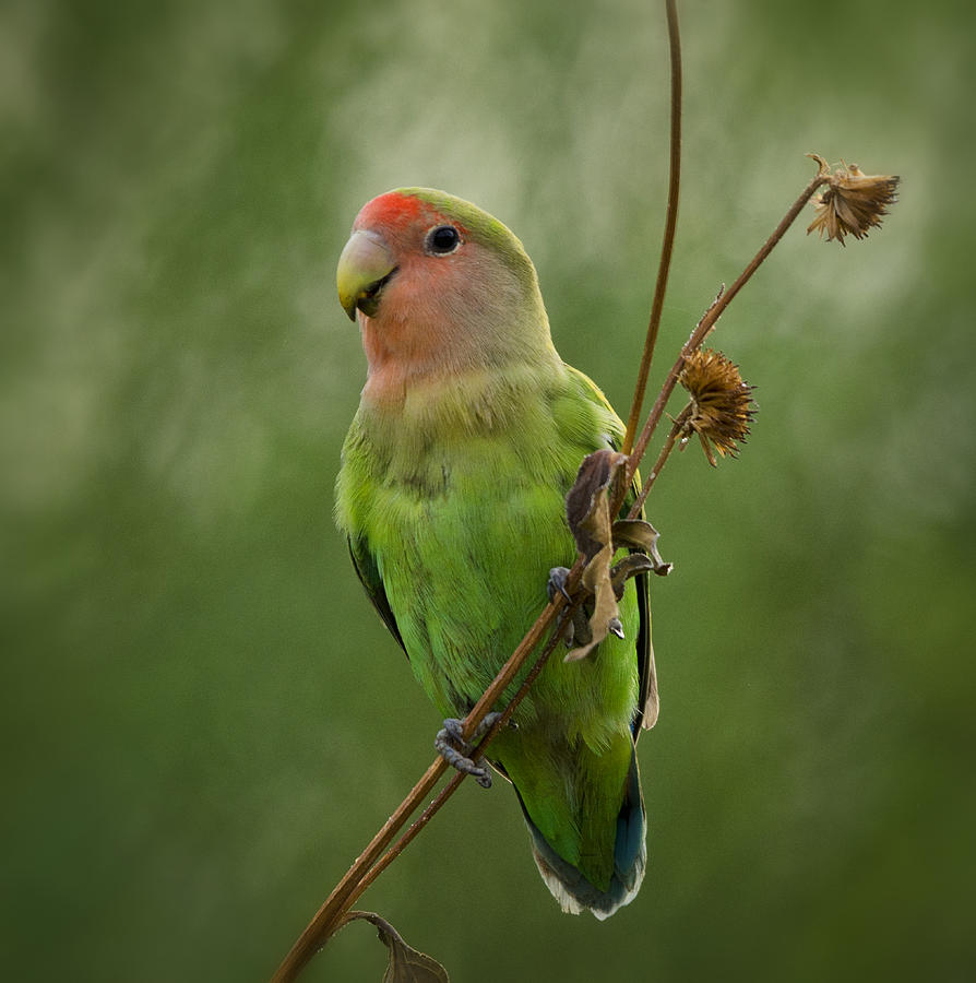 Lovebird Photograph - Lovely Little Lovebird  #3 by Saija Lehtonen