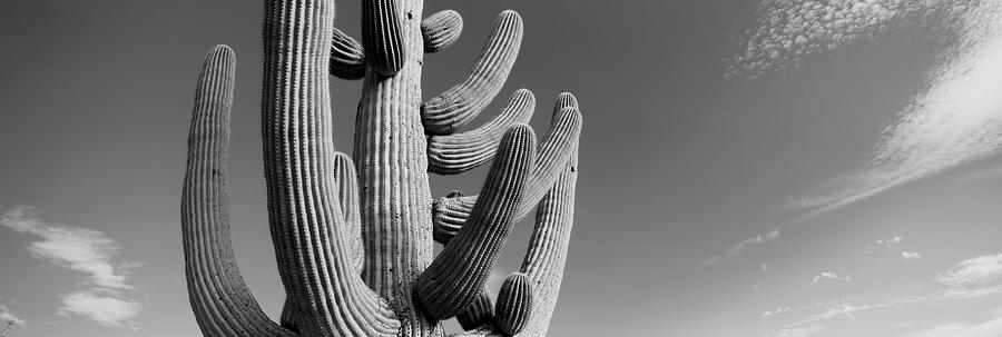 Low Angle View Of A Saguaro #1 Photograph by Panoramic Images