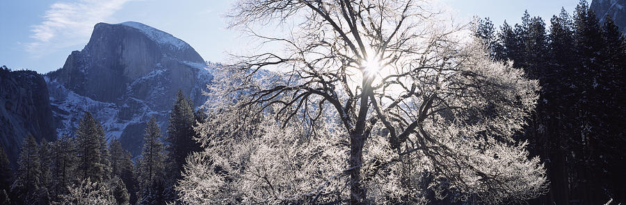 Yosemite National Park Photograph - Low Angle View Of A Snow Covered Oak #1 by Panoramic Images
