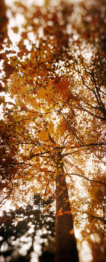 Nature Photograph - Low Angle View Of Autumn Trees #1 by Panoramic Images