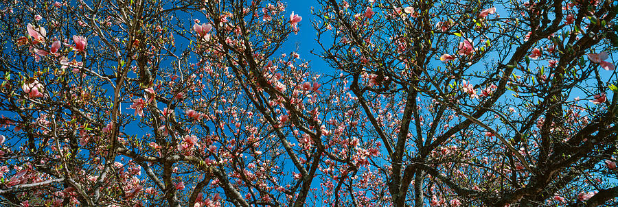 Nature Photograph - Low Angle View Of Cherry Trees #1 by Panoramic Images