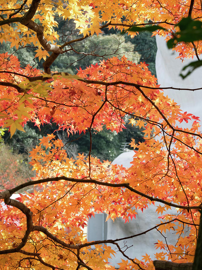 Low Angle View Of Fall Leaves On Maple #1 Photograph by Panoramic Images