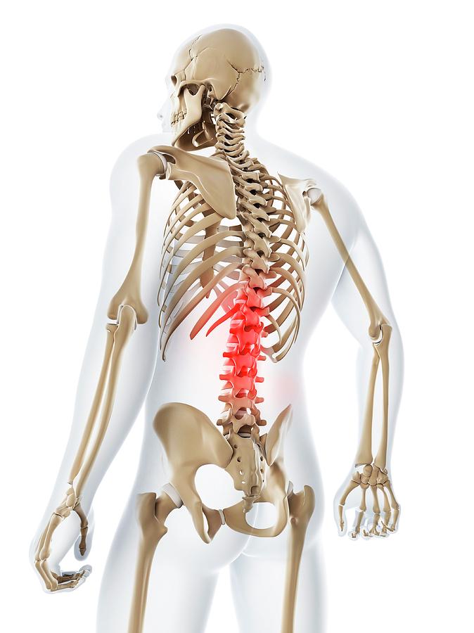 human skeleton lower back