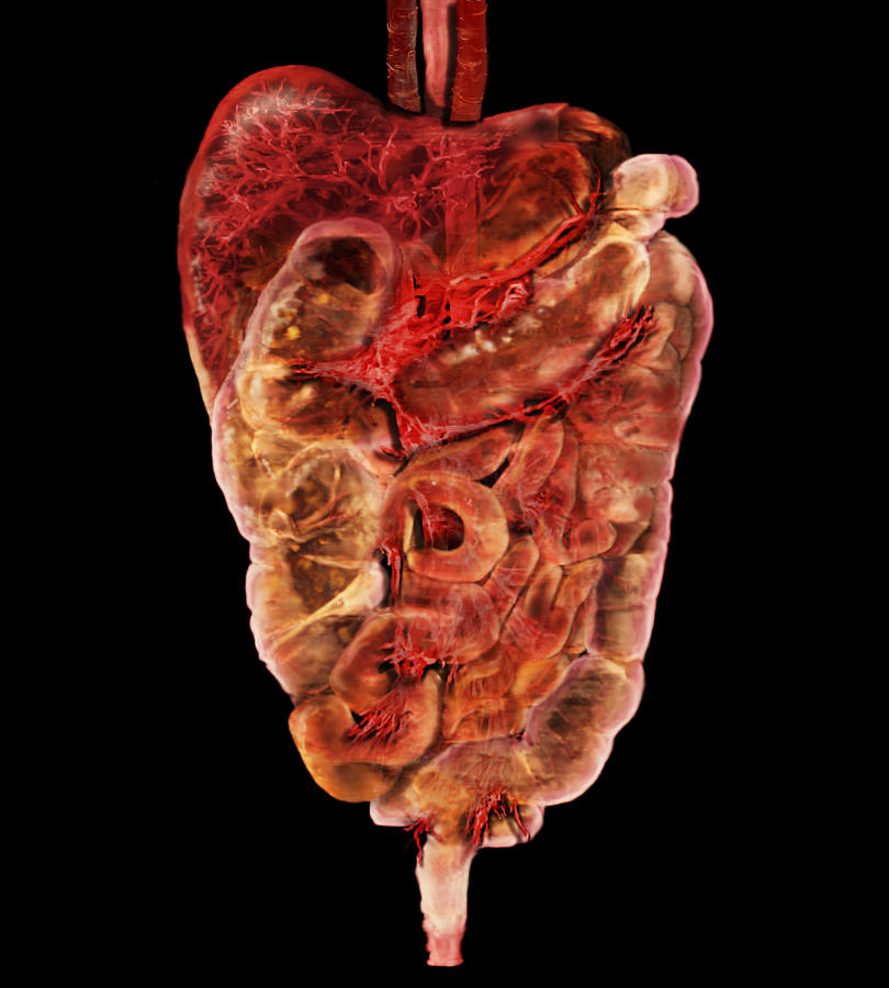 Lower Digestive Tract #1 Photograph by Anatomical Travelogue