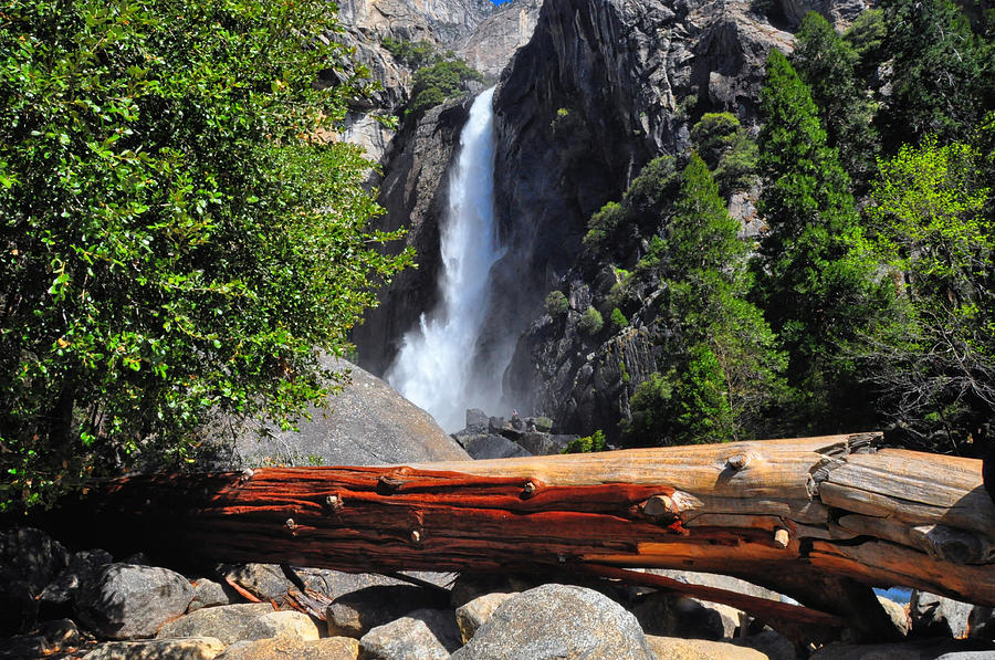 Lower Yosemite Falls 2 - Yosemite National Park - California #1 Photograph by Bruce Friedman