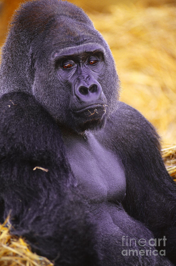 Gorilla Photograph - Lowland Gorilla #1 by Art Wolfe