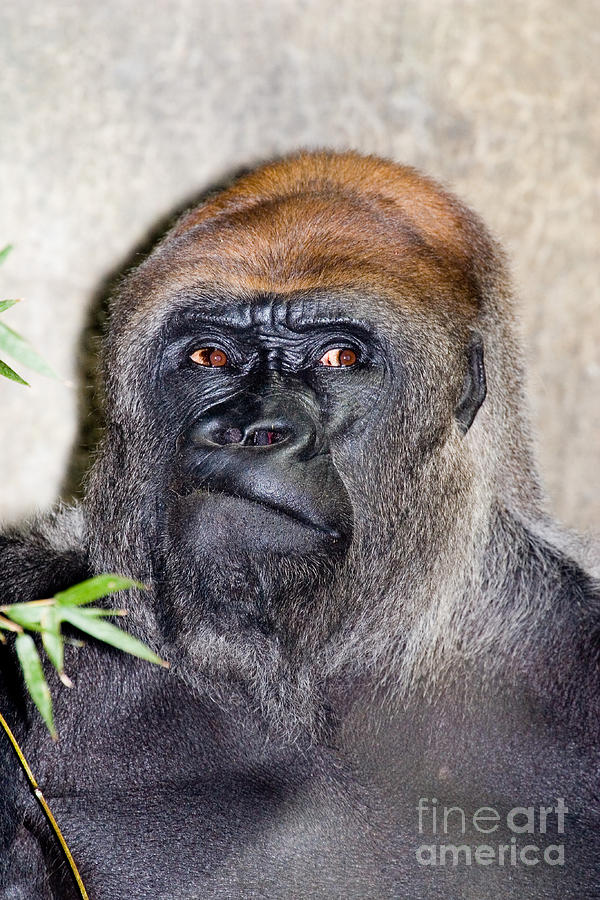 Animal Photograph - Lowland Gorilla Gorilla Gorilla #1 by Gregory G. Dimijian