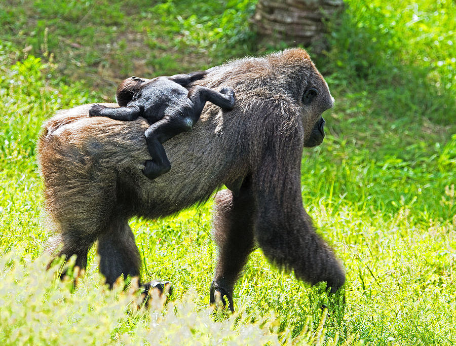 Lowland Gorilla Mother And Baby #1 Photograph by Millard H. Sharp