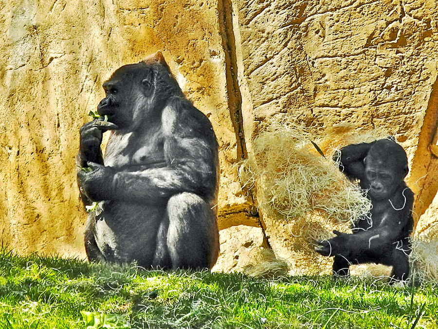 Lowland Gorillas in San Diego Zoo Safari Park in Escondido-California #1 Photograph by Ruth Hager