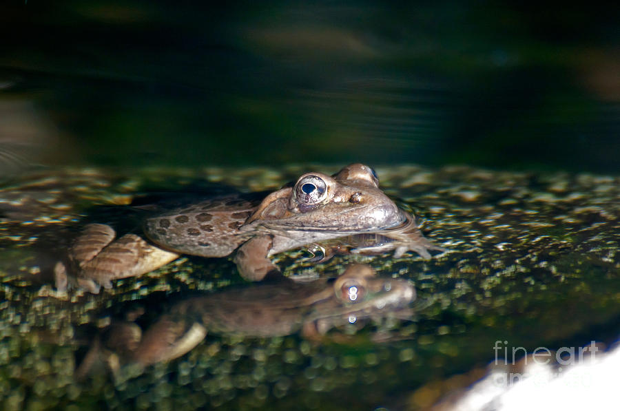 Lowland Leopard Frog #1 Photograph by Mark Newman