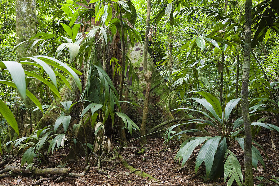 Lowland Rainforest Costa Rica #1 Photograph by Konrad Wothe