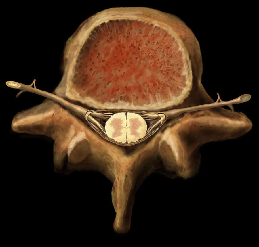 picture of lumbar vertebrae