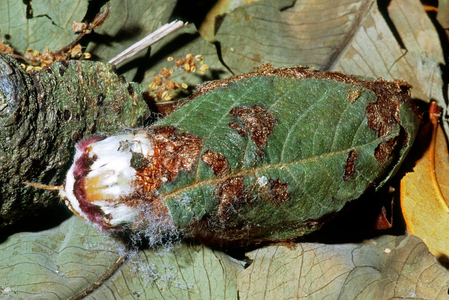 Luna Moth Emerging From Cocoon Photograph By Millard H Sharp